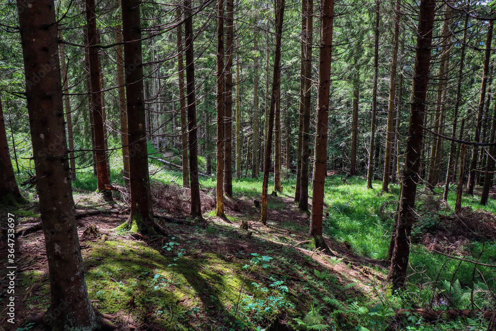 Naklejka premium Waldmeditation