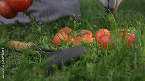 Wallpaper Mural fresh ripe garden tomatoes, organic harvest concept. local produce vegetables, organic farming. farmers market outdoor. farmer hands holding tomatoes Torontodigital.ca