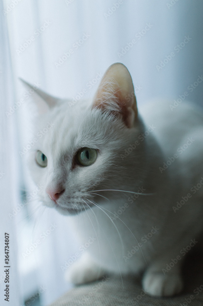 white cat on a blue background