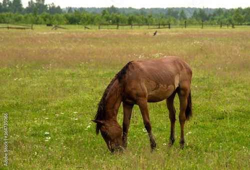 One young horse is grazing in a field.