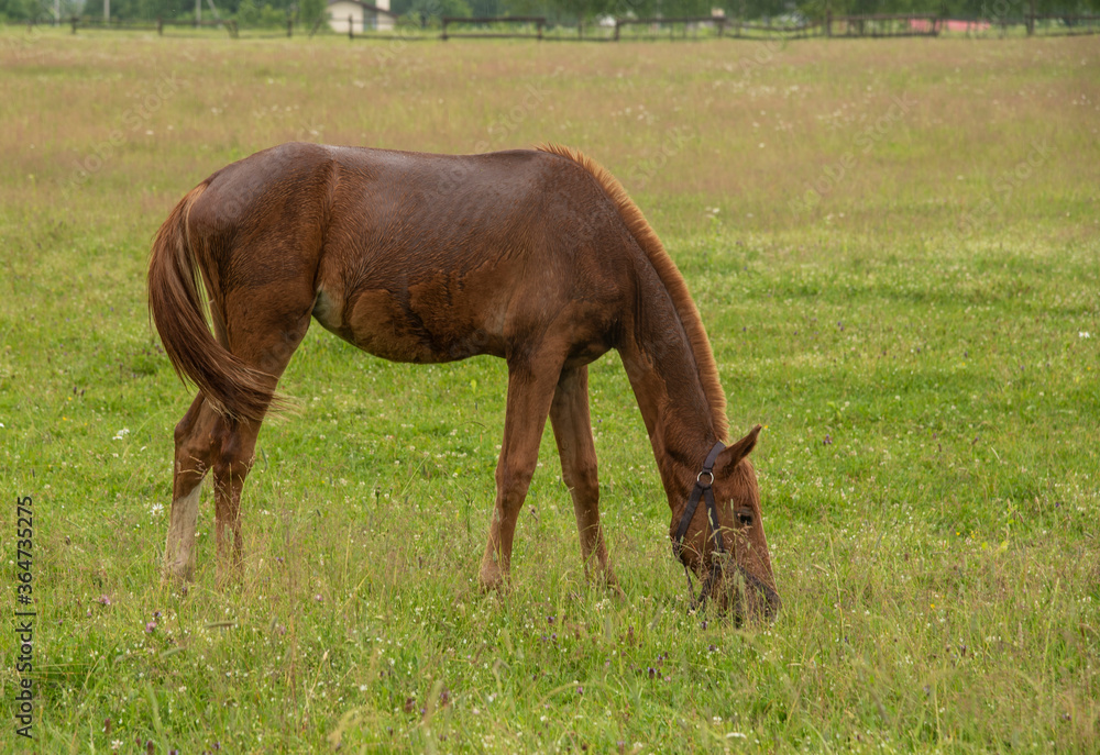 One young horse is grazing in a field. One young horse is grazing in a field.