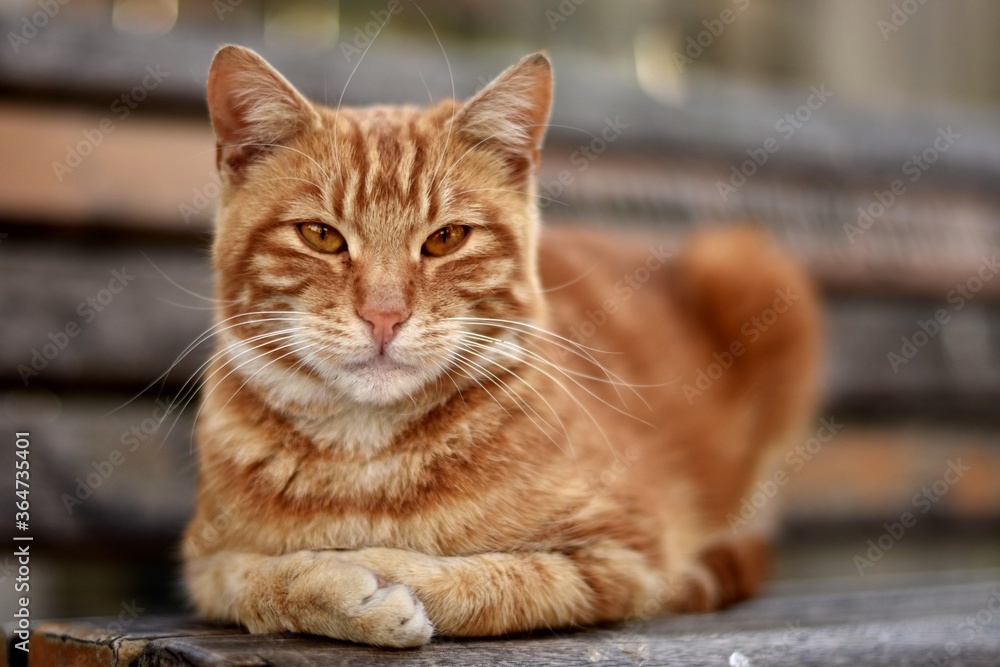Gato anaranjado en primer plano Gato anaranjado en primer plano