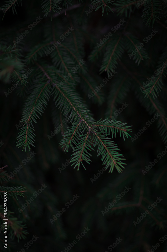 fir tree branches