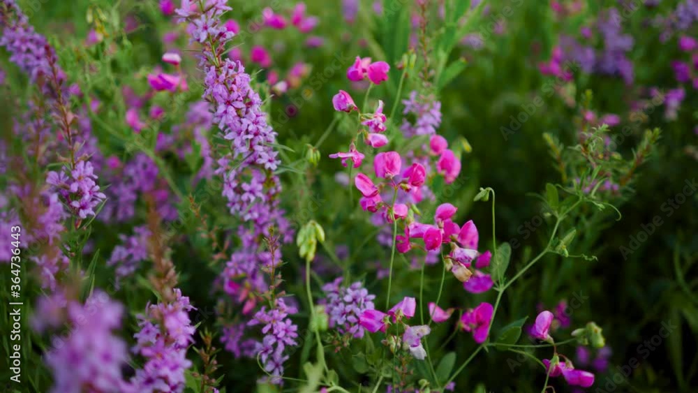 Bright purple and pink flowers in the field Bright purple and pink flowers in the field