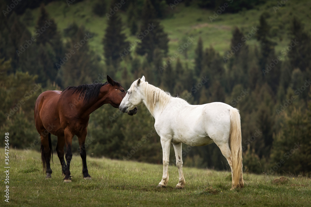 Beautiful two horses playing on a green landscape with fir trees in background. Comanesti, Romania.