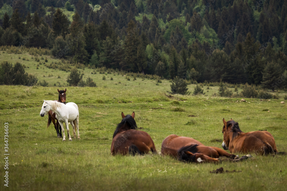 Beautiful two horses playing on a green landscape with fir trees in background. Comanesti, Romania. Beautiful two horses playing on a green landscape with fir trees in background. Comanesti, Romania.