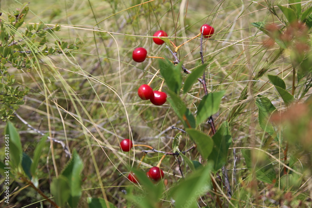 red berries in the grass