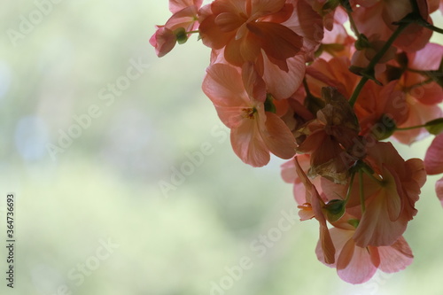 Pink Flowers