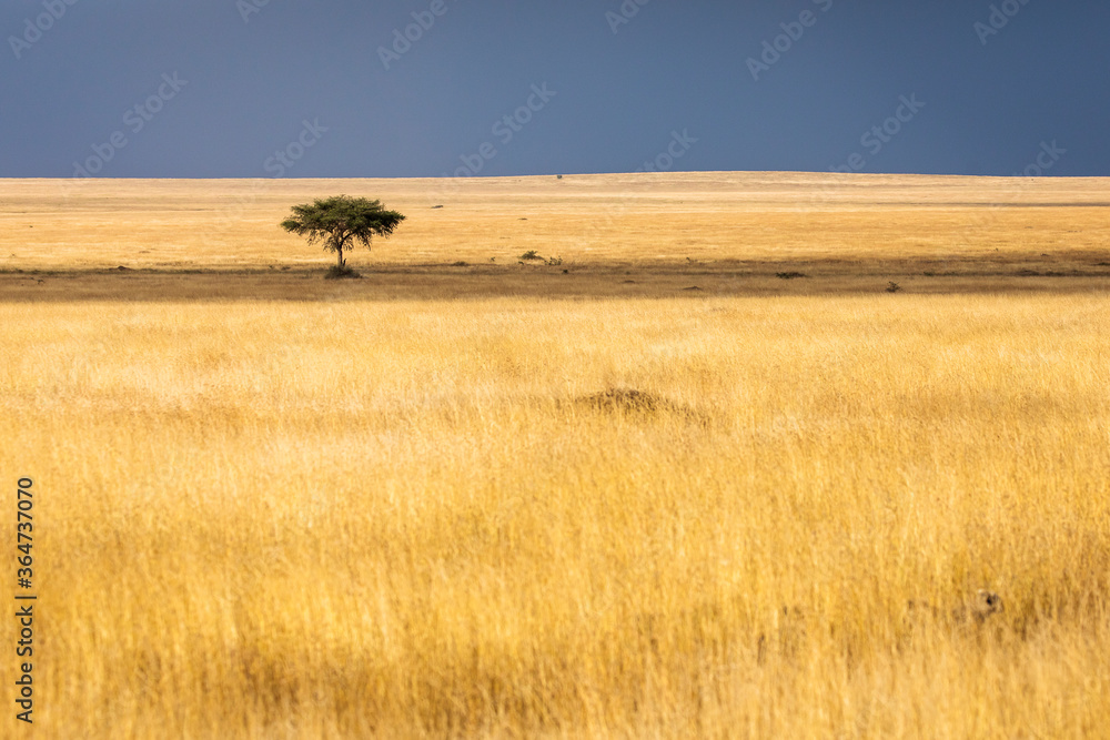 Obraz premium Beautiful single tree in landscape during safari in Serengeti National Park of Tanzania. Wilde nature of Africa.