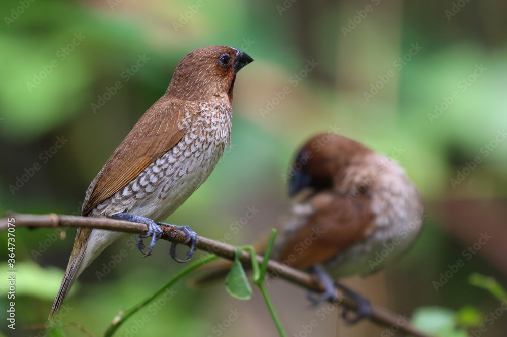 Fototapeta premium Scaly-breasted munia bird perched on a branch in the forest.