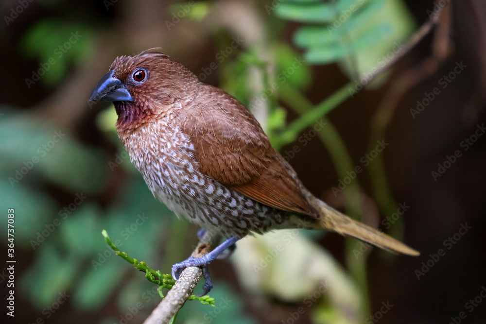 Fototapeta premium Scaly-breasted munia bird perched on a branch in the forest.