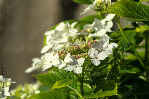 white flowers in the garden