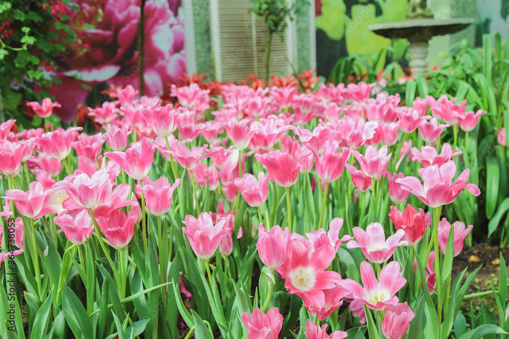 Fototapeta premium Tulip flowers in garden nature background