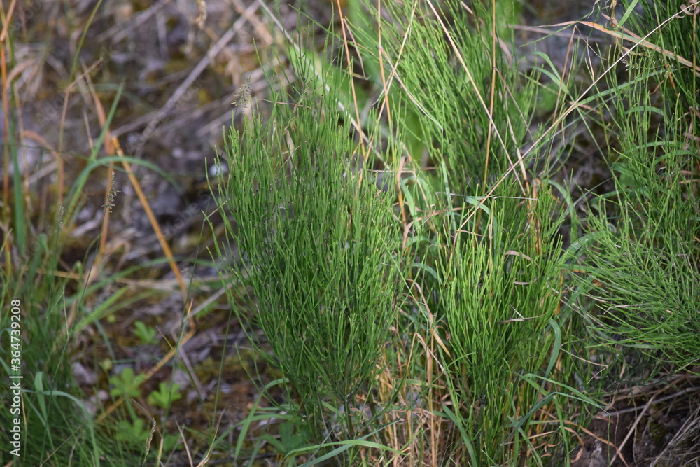Field horsetail Field horsetail