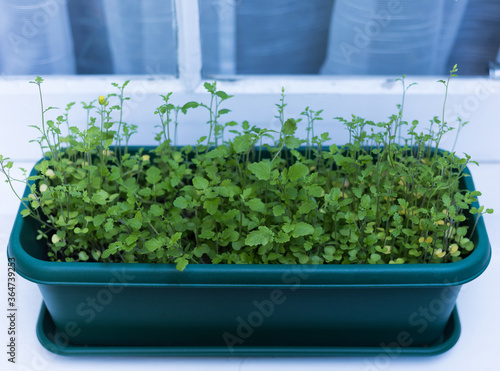 Fresh Green Herbs of Watercress Grow in a Long Pot on Windowsill of House. Garden on the Windowsill. Gardening & Cooking Hobbies. © Olga