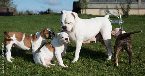 American Bulldog puppies with mother are playing