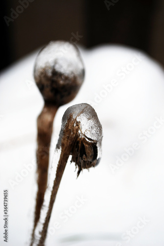 poppy head or poppy seed basket cover by ice in winter time. photo