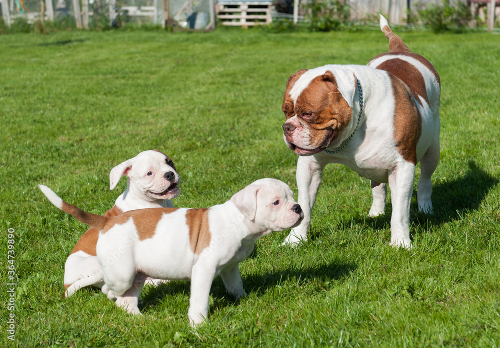 American Bulldog puppies with mother are playing