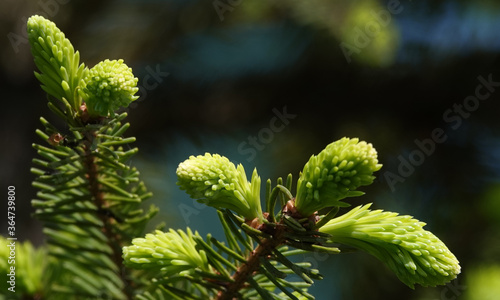 Coniferous branch © SERHII BLIK