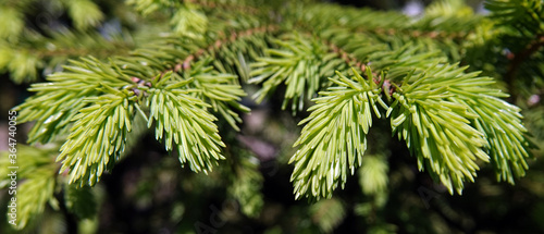 Coniferous branch © SERHII BLIK