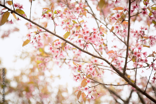 Beautiful cherry blossom or sakura in spring time over  sky