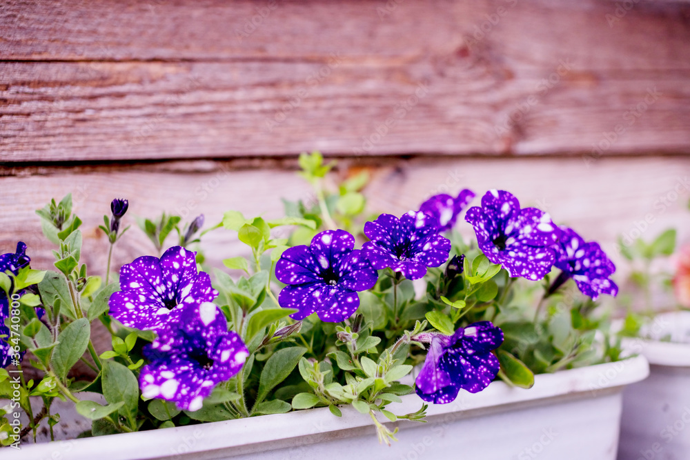 Petunia with many flowers grows in container in small garden on the balcony.purple flowers in wooden crate on eco pavement in summer city garden. Colourful petunia flower in box. Petunia with many flowers grows in container in small garden on the balcony.purple flowers in wooden crate on eco pavement in summer city garden. Colourful petunia flower in box.