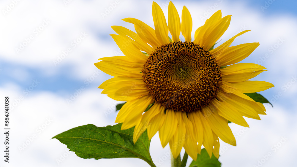 Fototapeta premium ひまわり