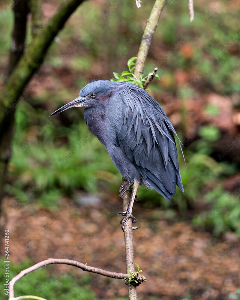 Fototapeta premium Little Blue Heron bird Stock Photos. Little Blue Heron bird close-up profile view perched. Blur background