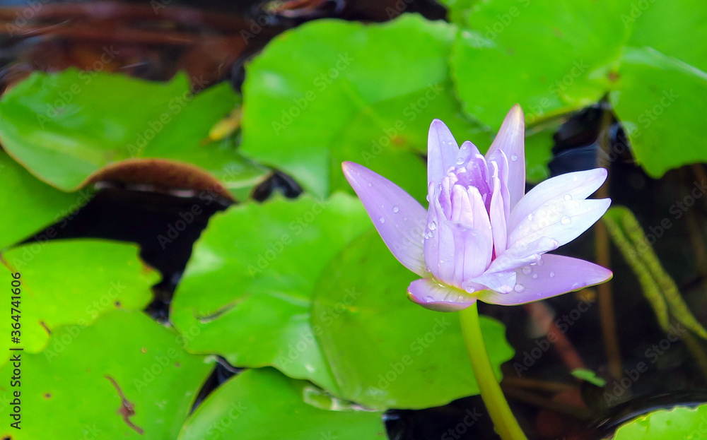 Tender purple blooming lotus in the drops of tropical rain Tender purple blooming lotus in the drops of tropical rain