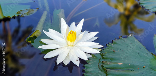 Blooming white lotus in a pond with reflection of palm trees