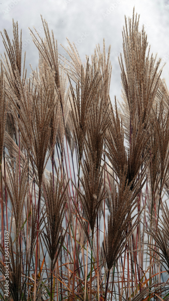 Fototapeta premium Trzciny