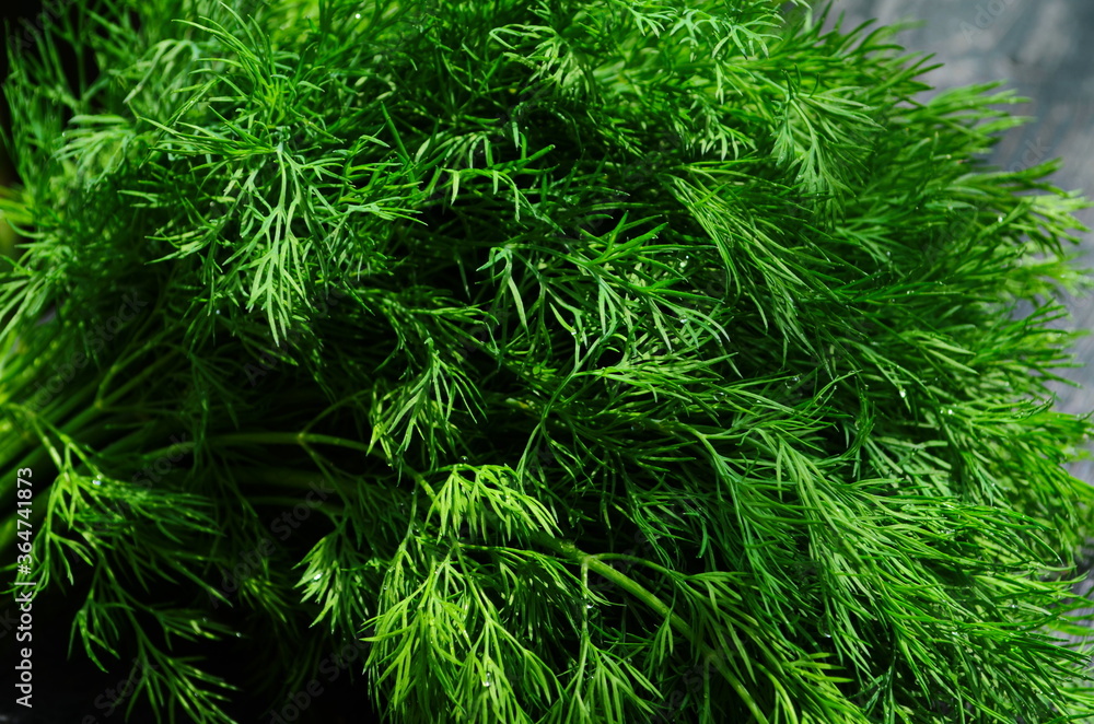 fresh green dill background. fresh green dill texture. top view