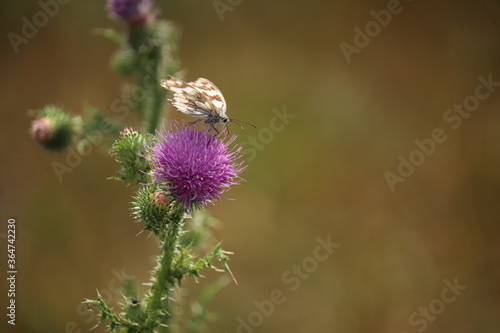 bee on a flower