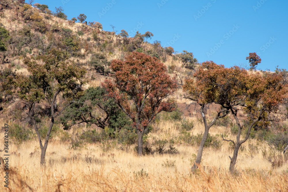 Autumn trees in the African bush. Autumn trees in the African bush.
