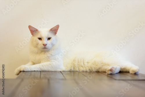 Adorable white cat relaxing indoors against wooden floor