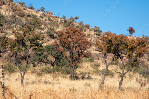 Autumn trees in the African bush.