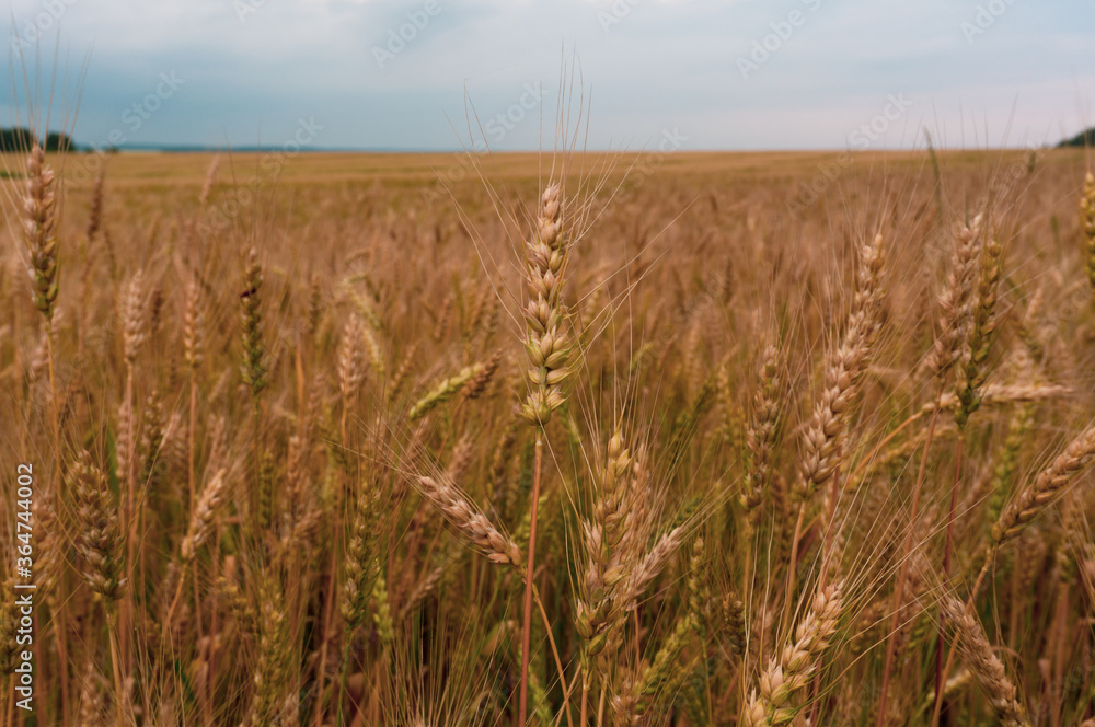 Obraz premium an ear of wheat in the field