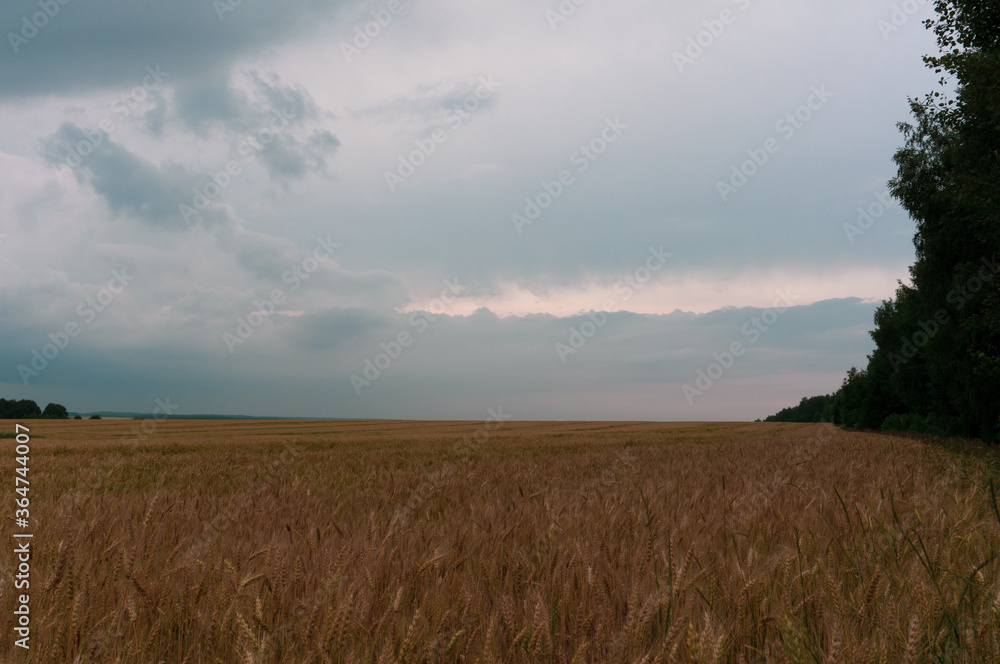 landscape field, stormy sky and forest