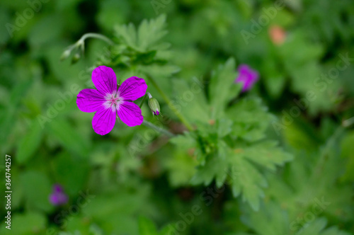purple small flower on a green blurred background