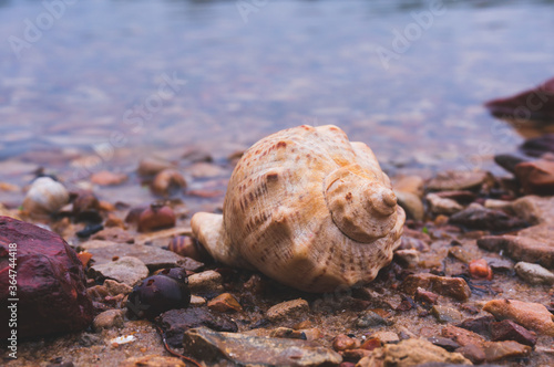 Rapana shell on the beach