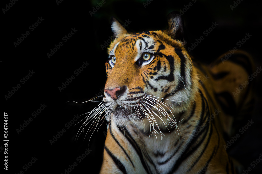 Fototapeta premium A tiger in a forest on a black background shows in the zoo.