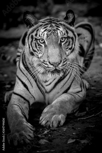 A tiger in a forest on a black background shows in the zoo. © titipong8176734