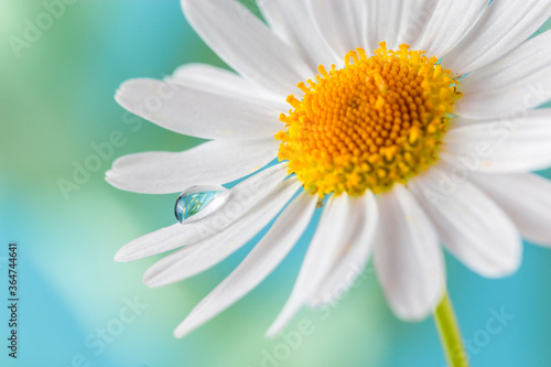 Image with a camomile.