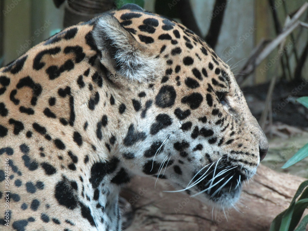 Fototapeta premium Leopard 3