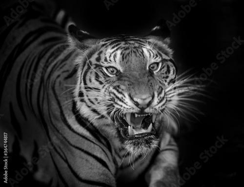 The tiger roars and sees fangs preparing to fight or defend.