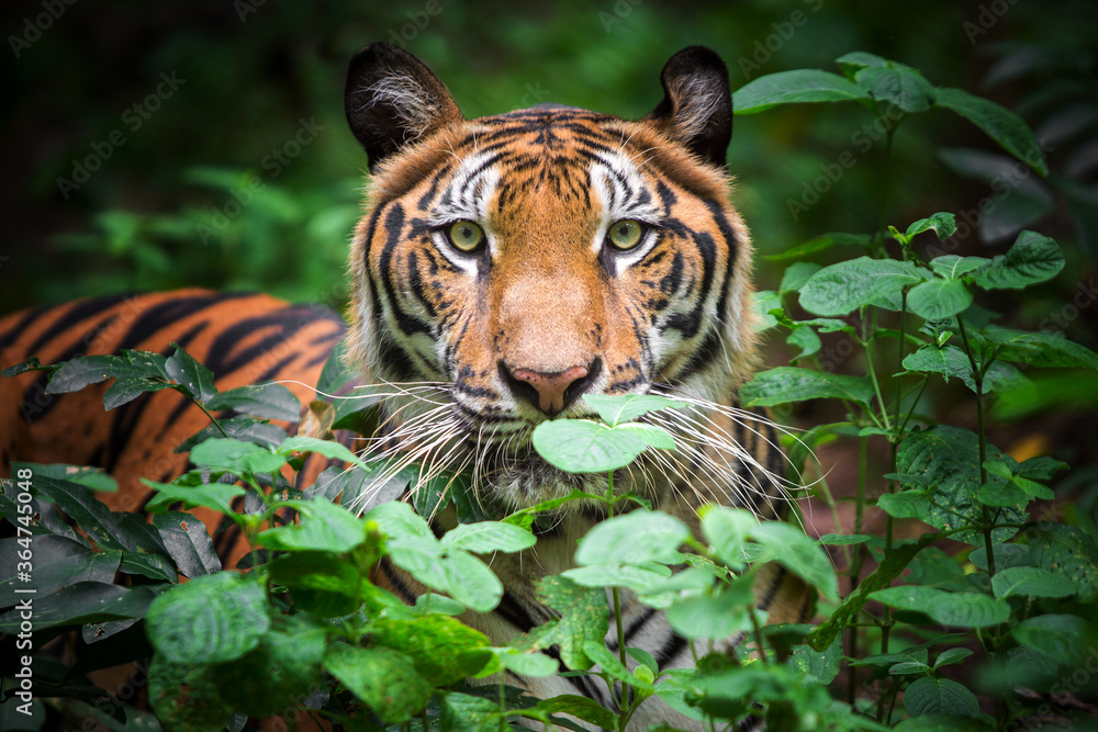 A tiger in a forest on a black background shows in the zoo. A tiger in a forest on a black background shows in the zoo.