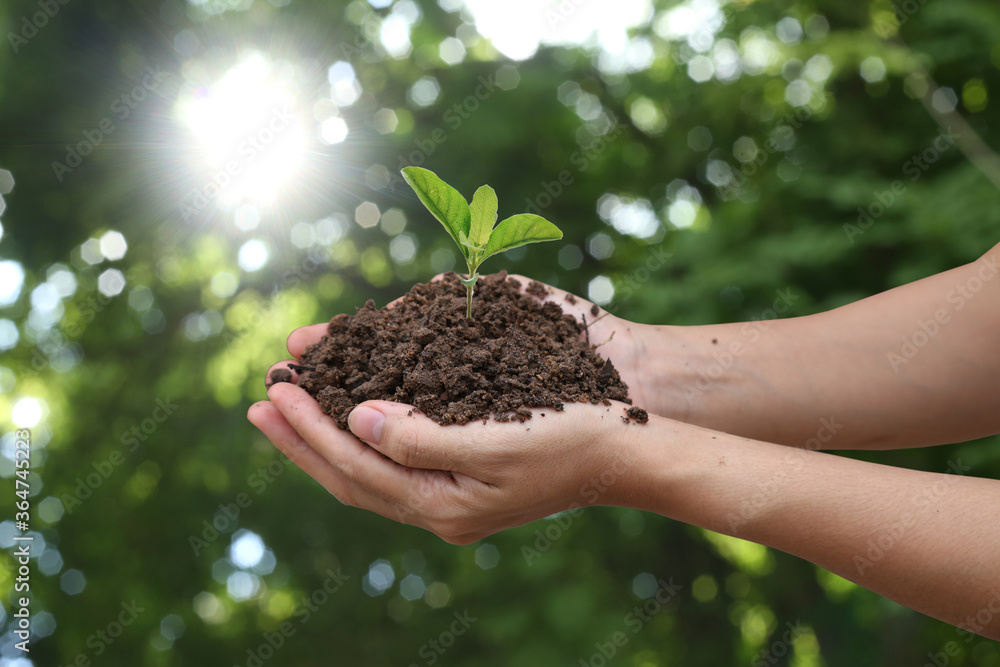 Agriculture. Farmer and nature baby plant in hands.