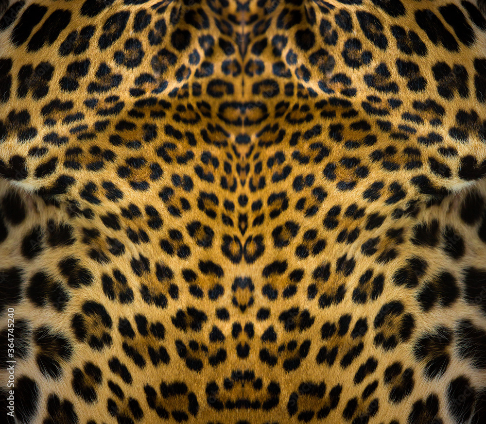 Close-up of leopard skin on the background Close-up of leopard skin on the background