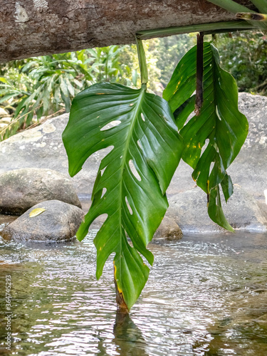 Leaf of Adam's rib (Monstera delicious) over a small river, with stones, fallen tree trunk and forest in the background, City of Duque de Caxias, State of Rio de Janeiro, Brazil photo