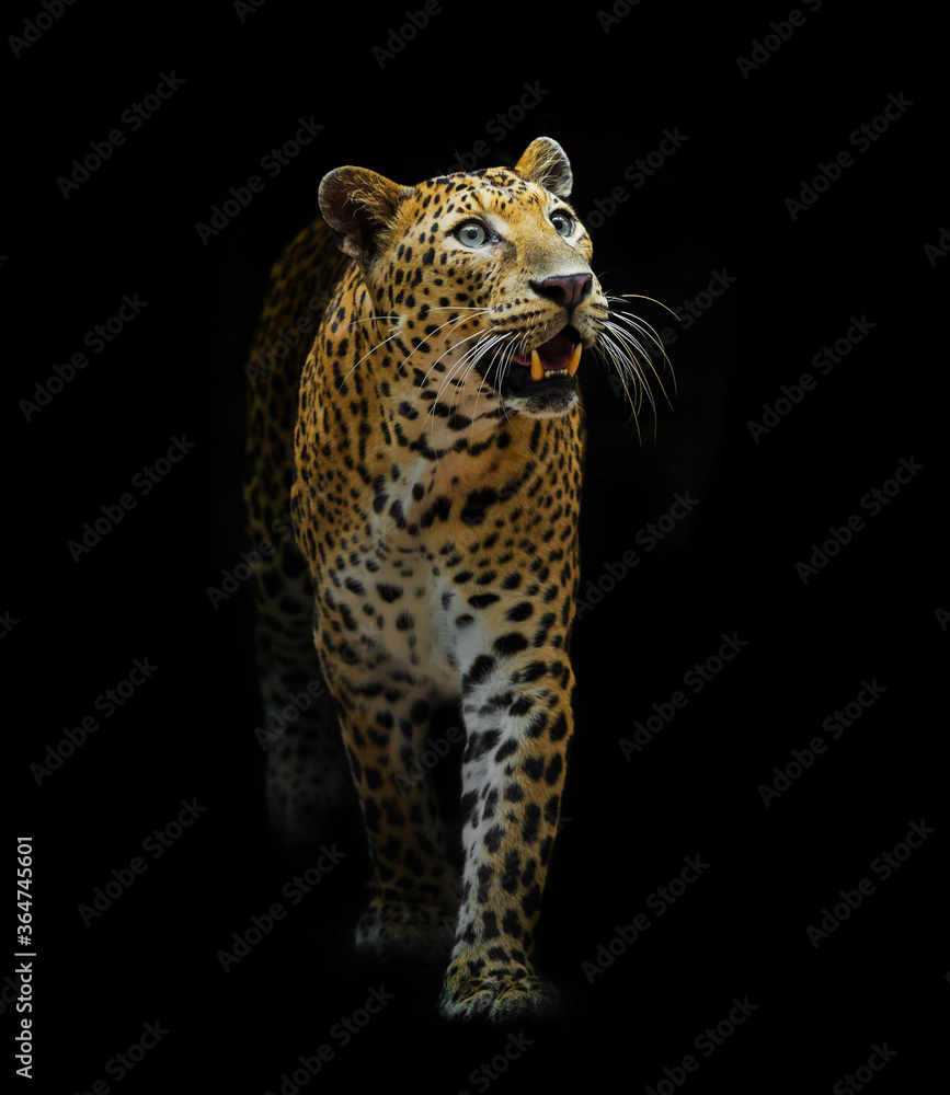 Fototapeta premium The leopard looks beautiful on a black background.